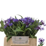 Centaurea Rukkilill Montana 40cm