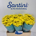 Chrysanthemum Krüsanteem SANTINI Maverick Yellow*25