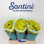 Chrysanthemum Krüsanteem SANTINI Maverick Yellow*25