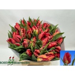 Tulp pa Diesel