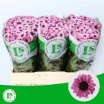 Chrysanthemum Krüsanteem SANTINI Patrese Pink*25
