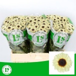 Chrysanthemum Krüsanteem SANTINI Patrese Cream*25
