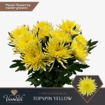 Chrysanthemum Krüsanteem BL Topspin Yellow*10