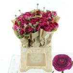 Ranunculus Tulikas Clooney Colorado