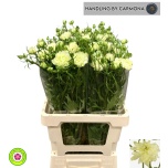 Ranunculus Tulikas Moderna Galaxy 65cm