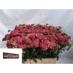Achillea Raudrohi Summer Taffy 40cm