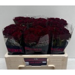 Roos 50cm Dark Night