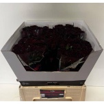 Roos 60cm Dark Night