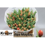 Tulp do Mayday