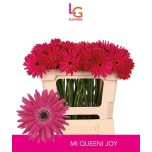 Gerbera MINI Queeni Joy*20