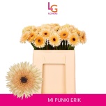 Gerbera MS Punki Erik*20