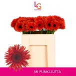 Gerbera MS Punki Jutta*20
