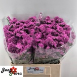 Limonium Parkjuur S Musical Wings 60cm