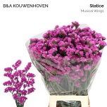 Limonium Parkjuur S Musical Wings 70cm