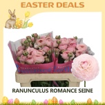 Ranunculus Tulikas romance seine 50cm
