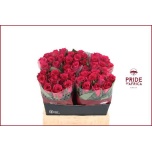 Roos 40cm Xenon