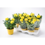 Chrysanthemum Krüsanteem indi flowerpops yellow 14cm