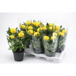 Chrysanthemum Krüsanteem indi flowerpops yellow 14cm
