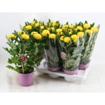 Chrysanthemum Krüsanteem indi flowerpops yellow 14cm