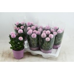 Chrysanthemum indi flowerpops pink 14cm