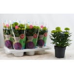 Chrysanthemum Krüsanteem indi flowerpops green 14cm