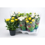 Chrysanthemum Krüsanteem indi flowerpops mix 14cm