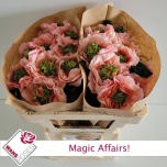 Roos 50cm Magic Affairs