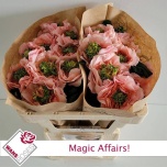 Roos 50cm Magic Affairs