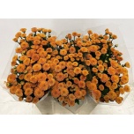 Chrysanthemum Krüsanteem SANTINI Pluto*25
