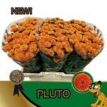 Chrysanthemum Krüsanteem SANTINI Pluto*25