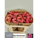 Roos 50cm Lady Somerset