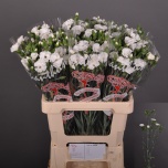 Dianthus Nelk SP Solomio Lex*10
