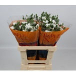 Dianthus Nelk SP Solomio Lex*10