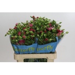 Ranunculus butterfly jupiter 60cm