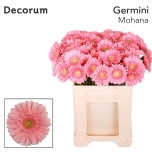 Gerbera MINI Mohana