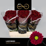 Chrysanthemum Krüsanteem SANTINI Ladybird*25