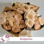 Roos 40cm Bridgerton