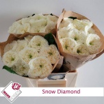 Roos 40cm Snow Diamond