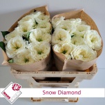 Roos 50cm Snow Diamond