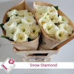 Roos 60cm Snow Diamond