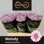 Chrysanthemum Krüsanteem SANTINI Melody*25