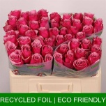 Roos 50cm Majestic Athena