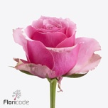 Roos 60cm Majestic Athena