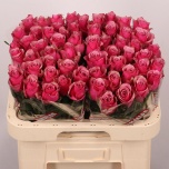 Roos 60cm Majestic Athena