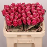 Roos 60cm Majestic Athena