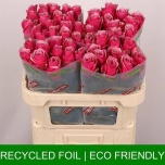 Roos 70cm Majestic Athena