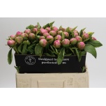 Paeonia Pojeng Early Flamingo 55cm