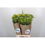 Freesia One Yellow XXL 80cm