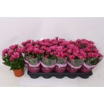 Chrysanthemum Krüsanteem indi Jackson Purple 12cm