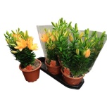 Lilium Liilia AS tiny double dutch 19cm